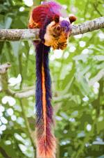  Ein Caitiku auf einem Baum